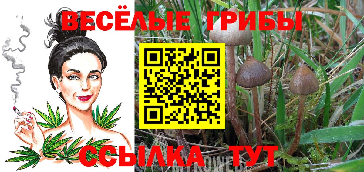 Соль-Илецк  Псилоцибиновые грибы прущие грибы  Вход с VPN 